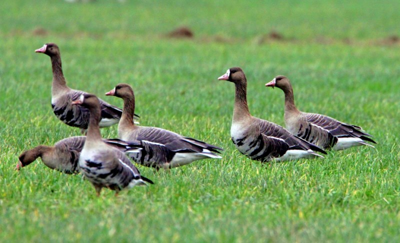 Eurasian White-fronted Goose