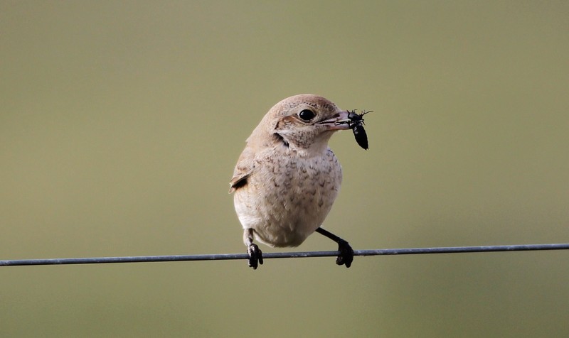Daurian Shrike