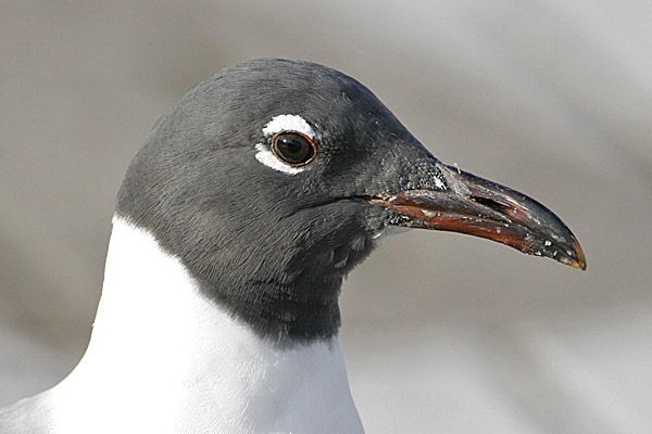 Laughing Gull