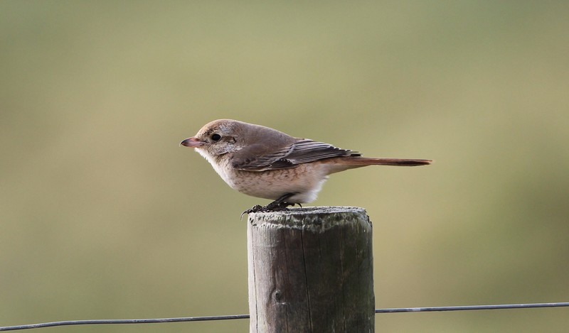 Daurian Shrike