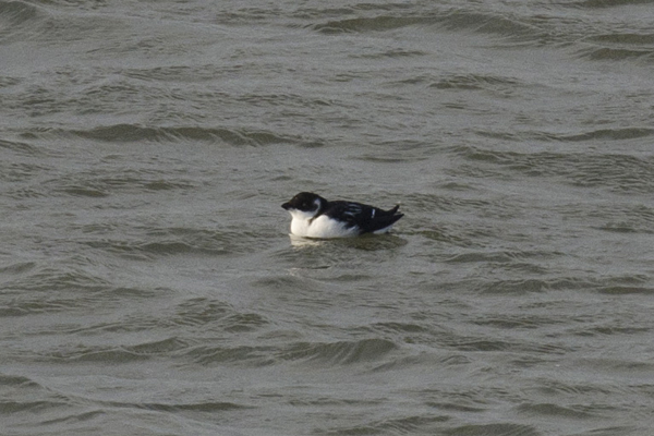 Little Auk