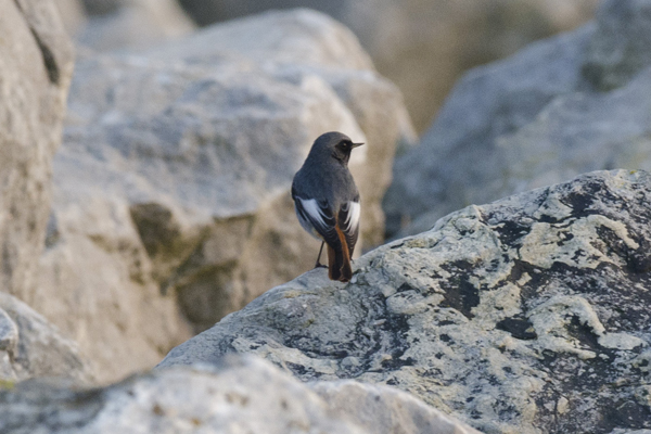 Black Redstart