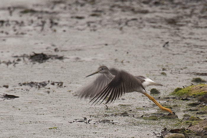Greater Yellowlegs