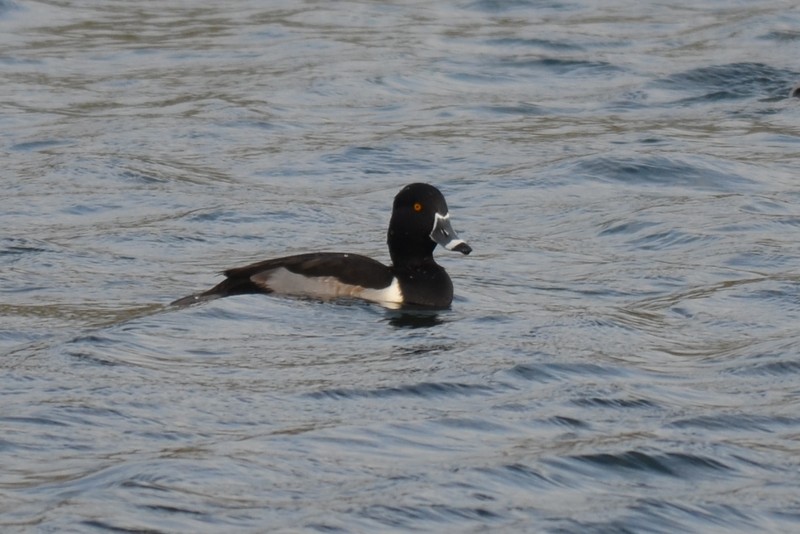 Ring-necked Duck