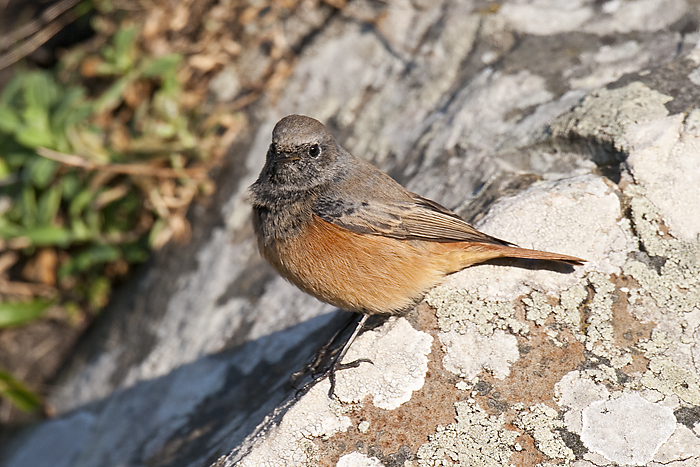 Eastern Black Redstart