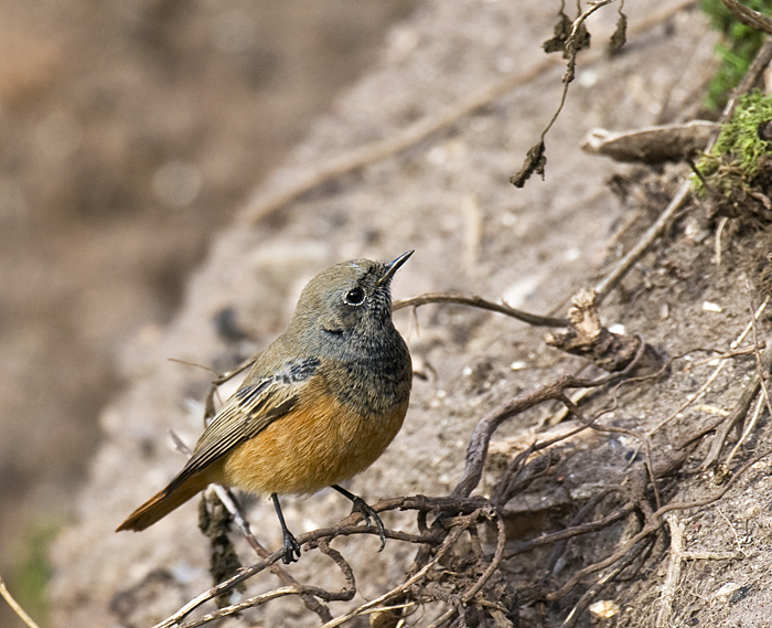 Eastern Black Redstart