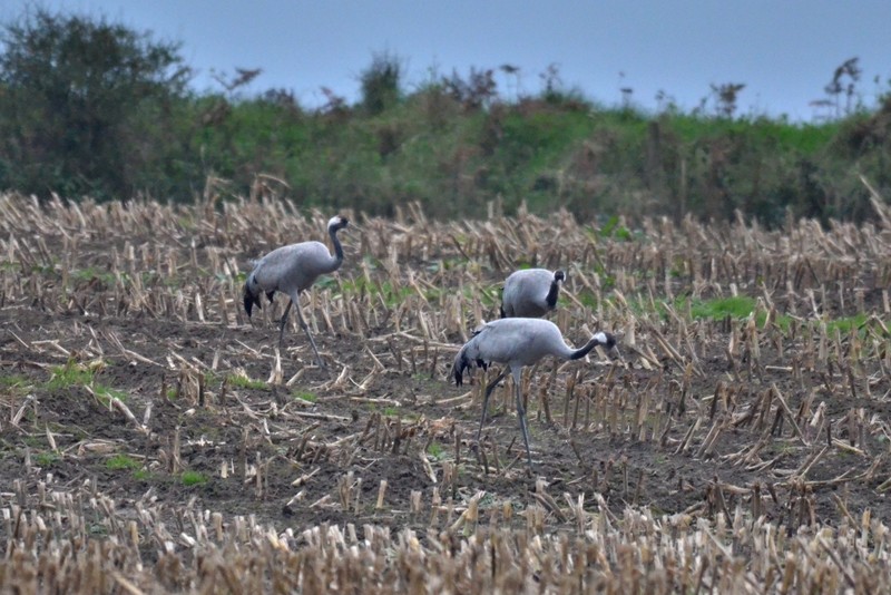 Common Crane