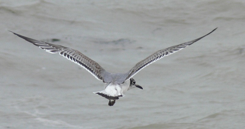 Franklin's Gull