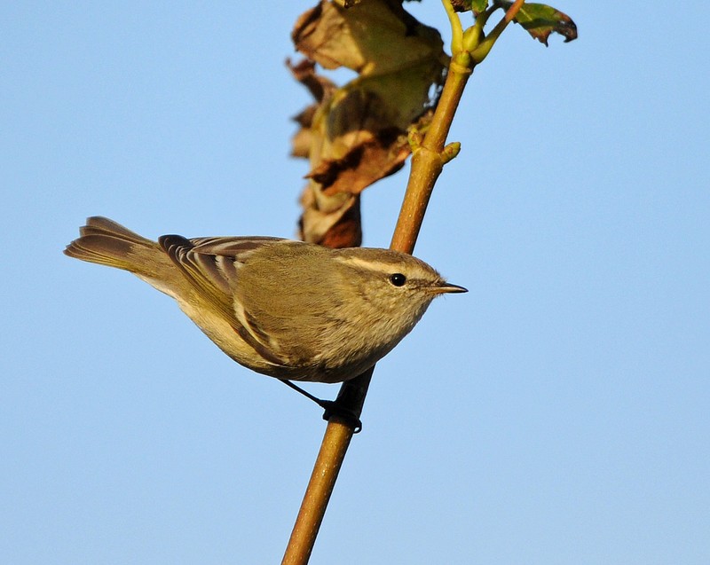 Hume's Yellow-browed Warbler
