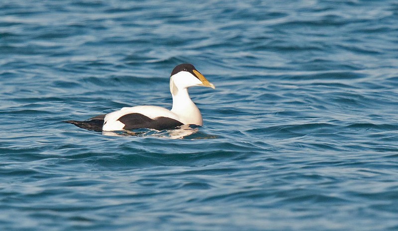 EIDER
