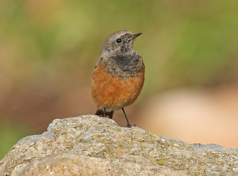 Eastern Black Redstart