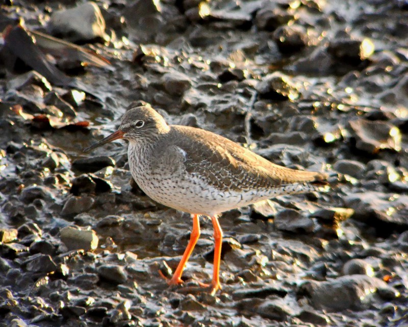 redshank
