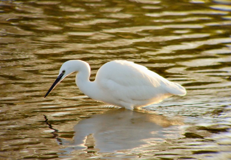 Little Egret