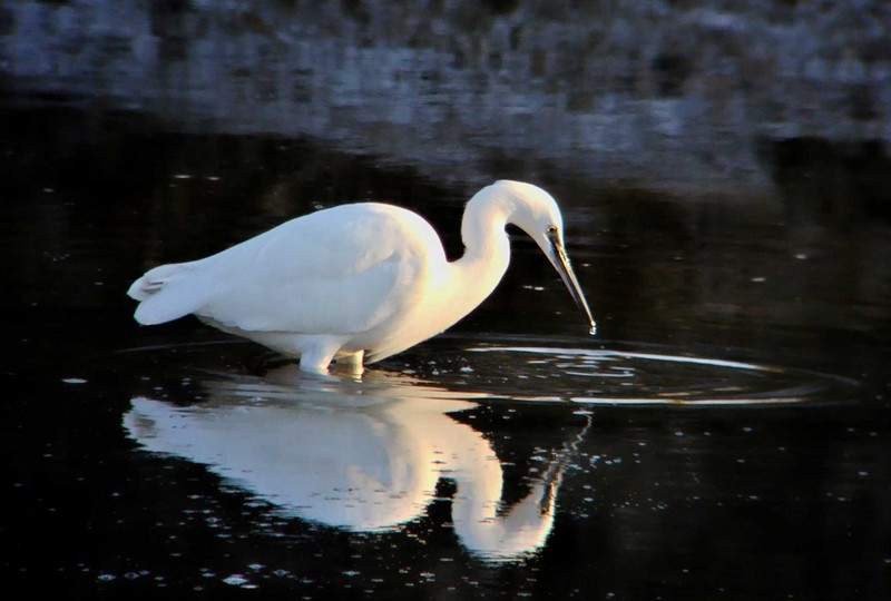 Little Egret