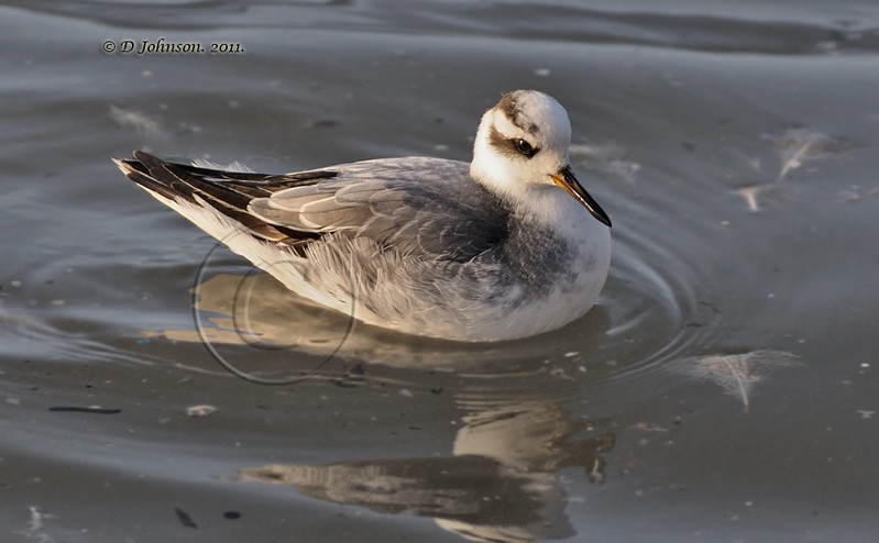 Grey Phalarope