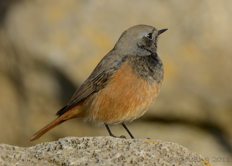 Eastern Black Redstart