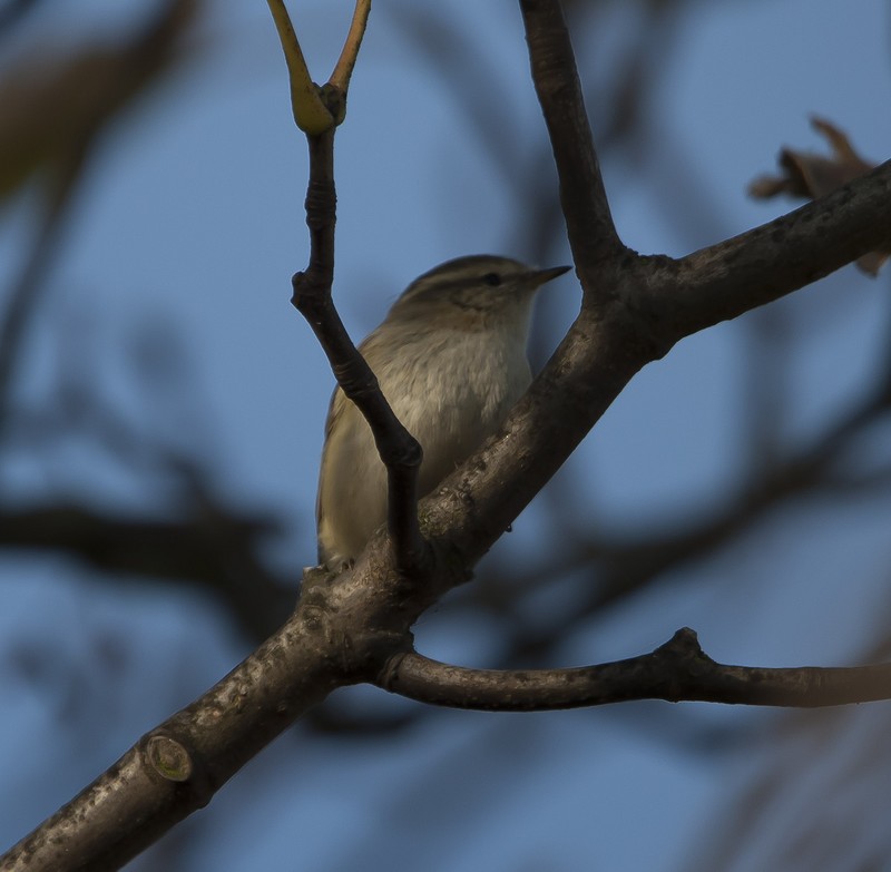 Hume's Yellow-browed Warbler