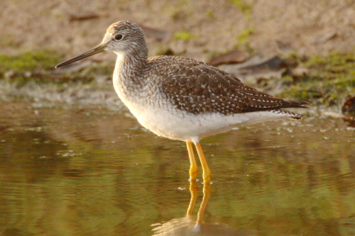 Greater Yellowlegs