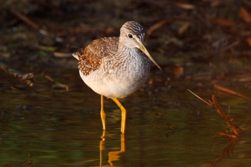 Greater Yellowlegs