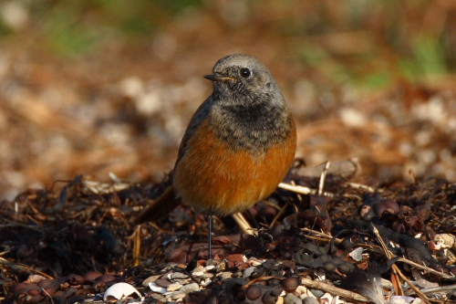 Eastern Black Redstart