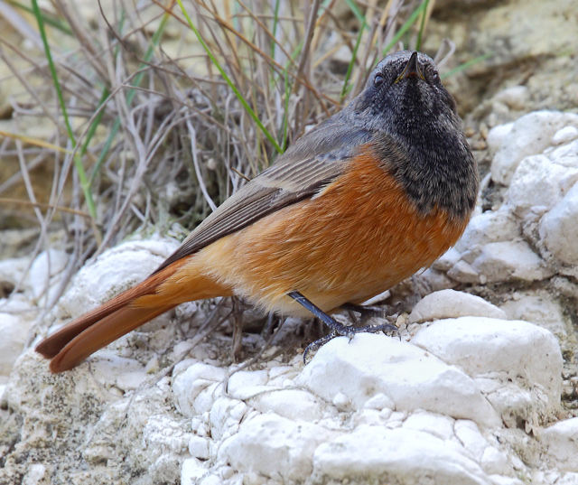 Eastern Black Redstart