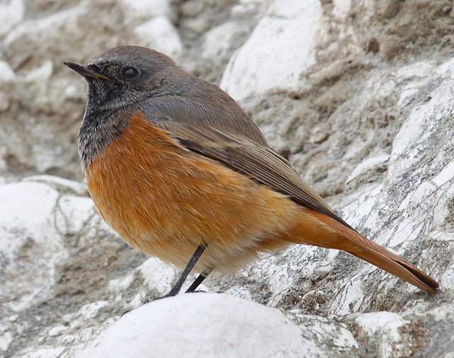 Eastern Black Redstart