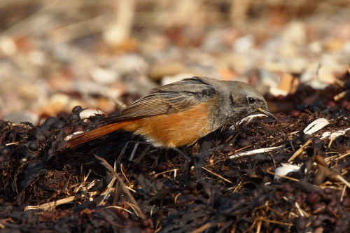 Eastern Black Redstart
