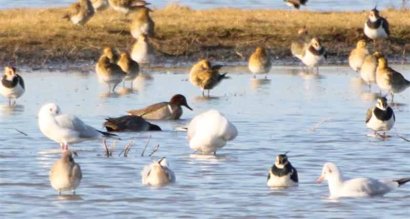 Green-winged Teal