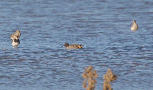 Green-winged Teal