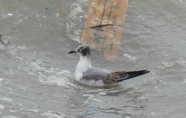 Franklin's Gull