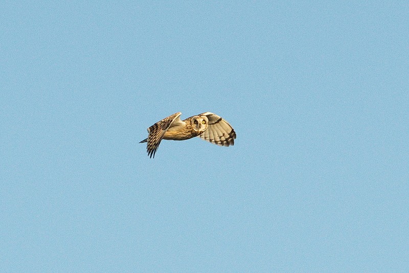 Short-eared Owl