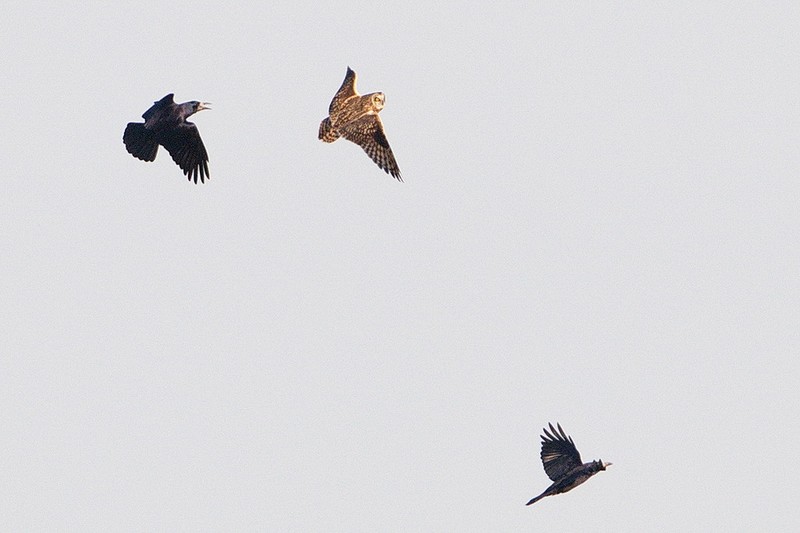 Short-eared Owl