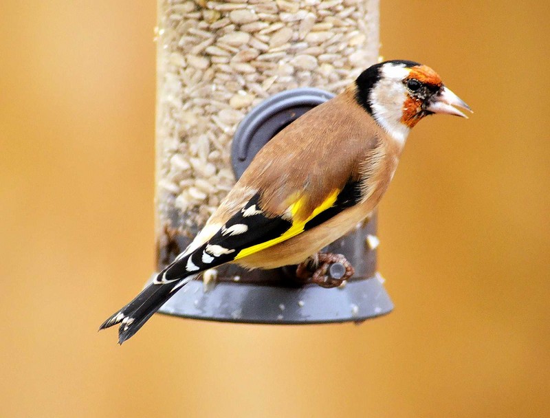 goldfinch