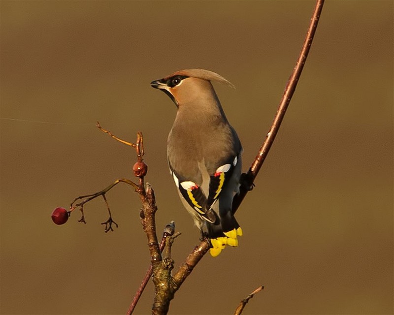Waxwing