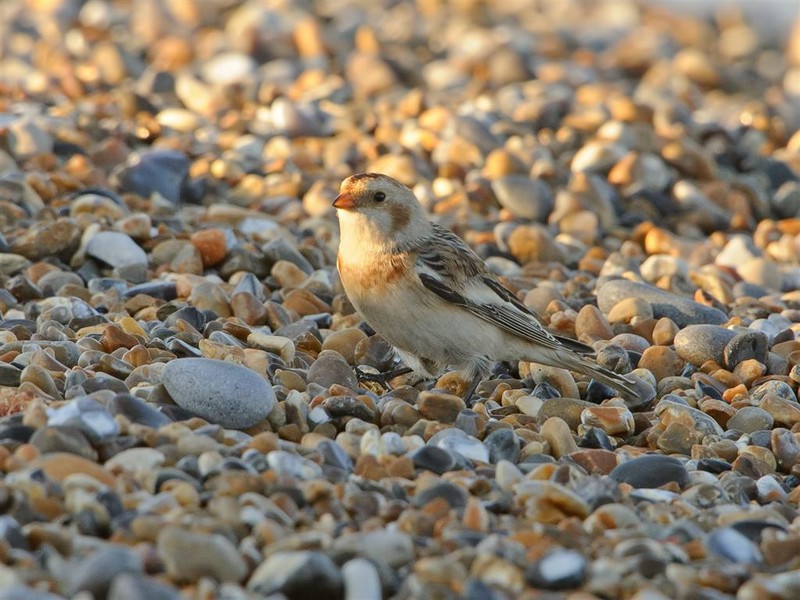 Snow Bunting