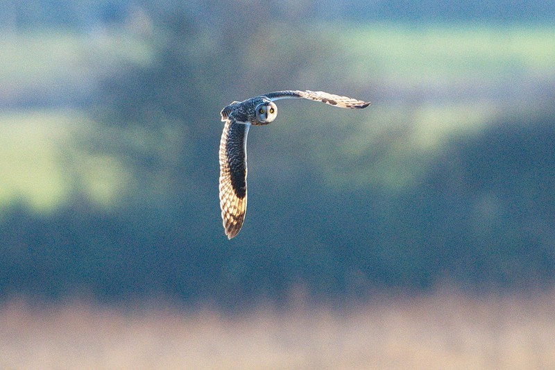 Short-eared Owl