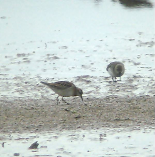 Sharp-tailed Sandpiper