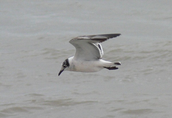 Franklin's Gull