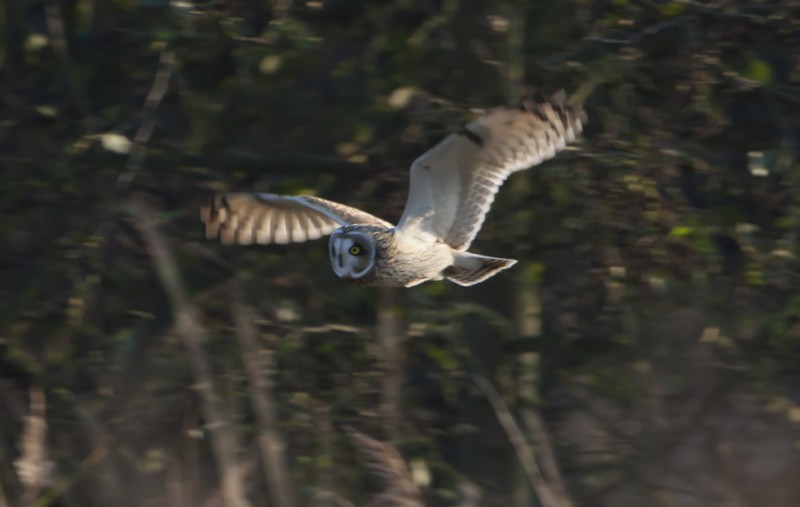 Short-eared Owl