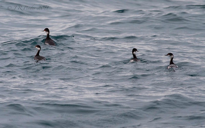 Black-necked Grebe