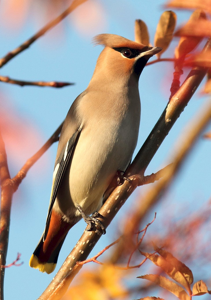 Waxwing