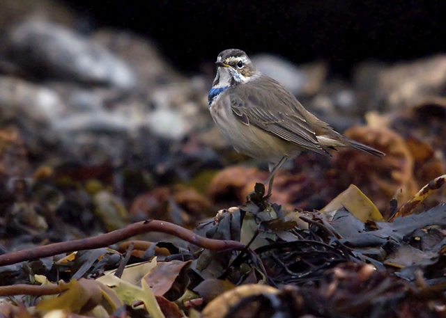 Bluethroat