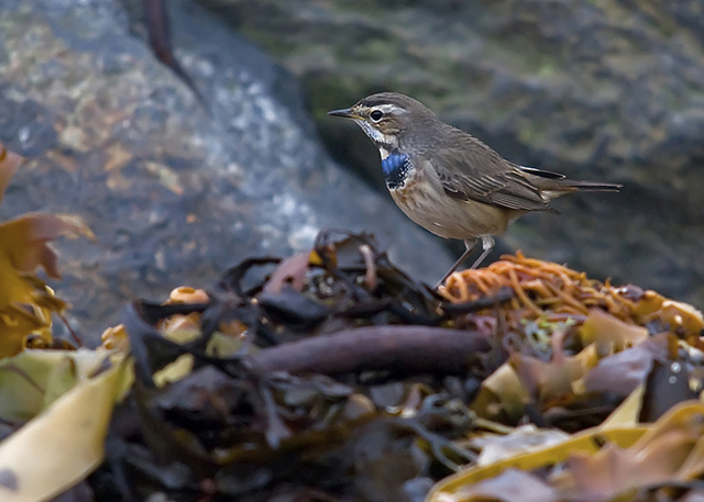 Bluethroat