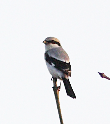 Great Grey Shrike