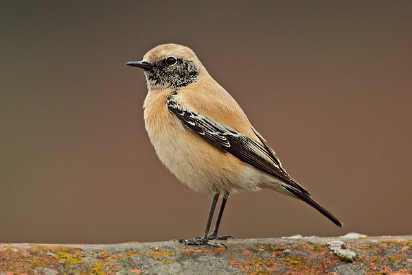 Desert Wheatear