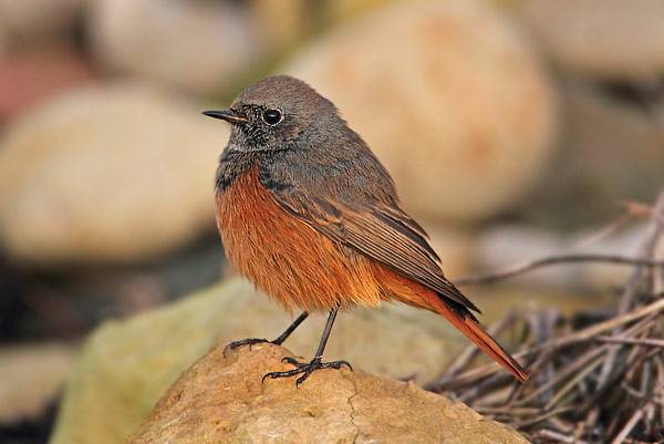 Eastern Black Redstart