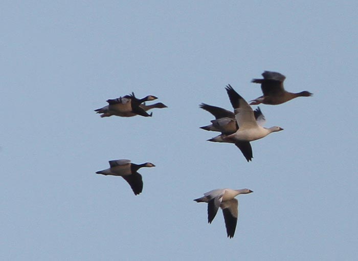 Ross's Goose