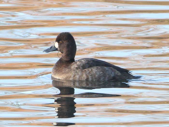 Lesser Scaup