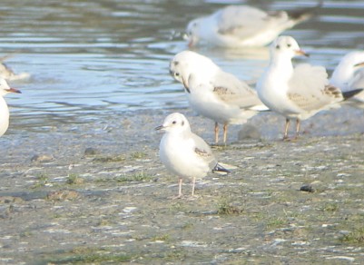 Bonaparte's Gull