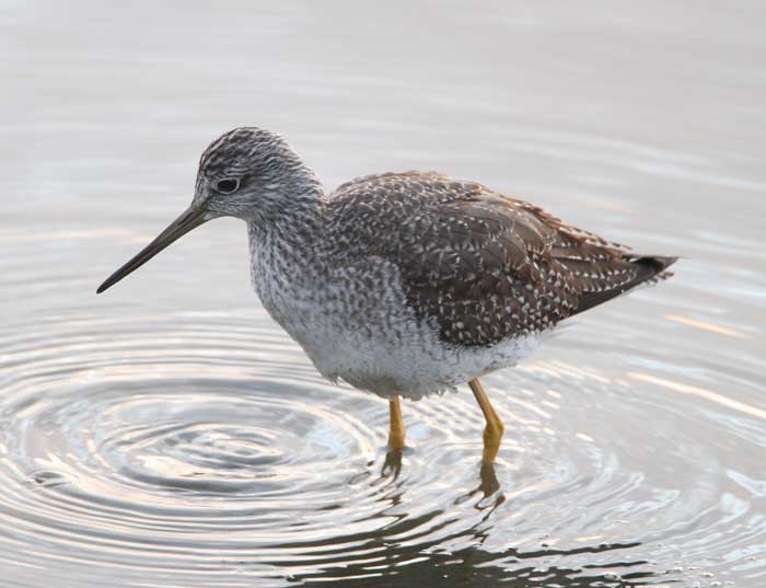 Greater Yellowlegs